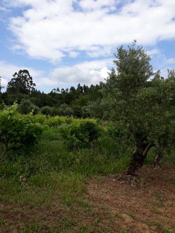 Quinta Dos Templarios Bed & Breakfast Ferreira do Zêzere Екстериор снимка